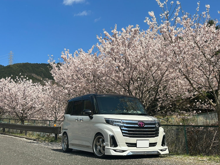 ルーミーカスタムのサクラと愛車・ドライブ・夜桜ライトアップ・春めき桜に関するカスタム事例の投稿画像8枚目