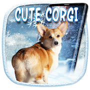 3D Rump Shaking Corgi Dog Theme&Live wallpaper  Icon