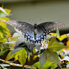 Eastern tiger swallowtail (female)