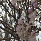 Southern Catalpa, cigar tree, and Indian bean tree.[1]