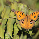 Peacock Pansy