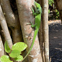 Green Anole