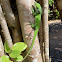 Green Anole