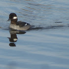 Bufflehead female