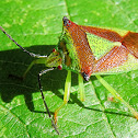 Hawthorn Shield Bug