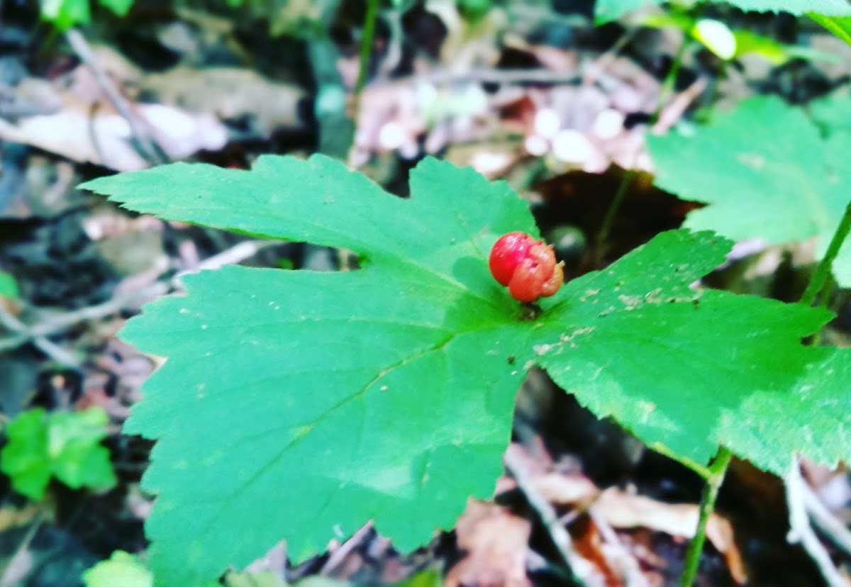 Goldenseal