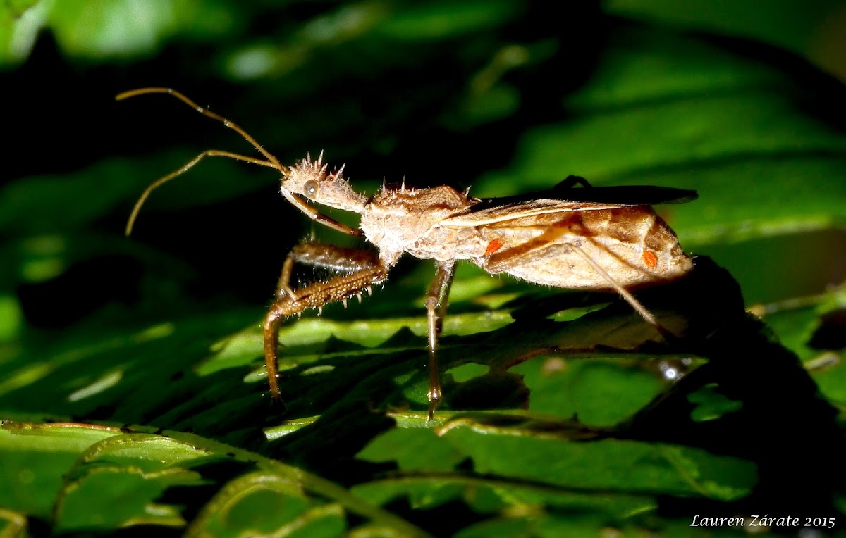 Spiny Assassin Bug