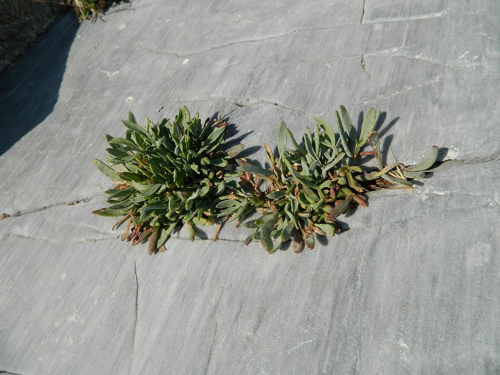 Rock samphire (κρίταμο)