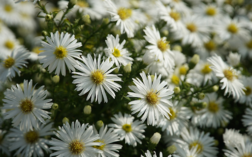 White chrysanthemum garden