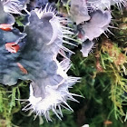 Membranous pelt lichen