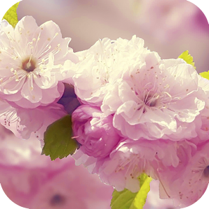 Download Flowers 3D live wallpaper For PC Windows and Mac