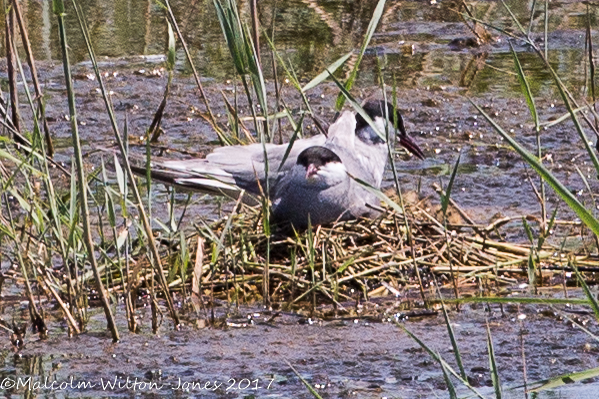 Whiskered Tern; Fumarel Cariblanco