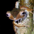 File-Eared Tree Frog / Borneo Eared Frog