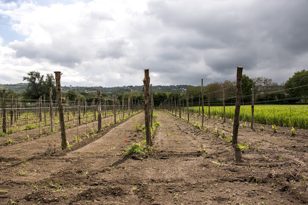 CAMPAGNA GEOMETRICA di cicconefelice