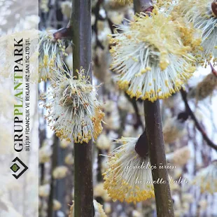 Grup Plantpark(圖2)-速報App
