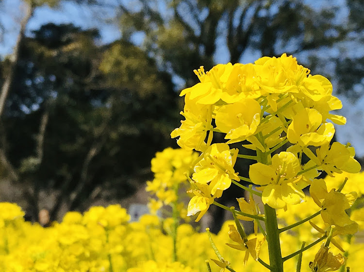 の投稿画像5枚目