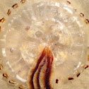 Compass jellyfish