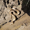 Rubber boa