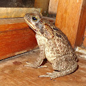 Cane Toad