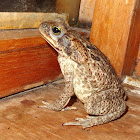 Cane Toad