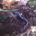 Northern slimy salamander