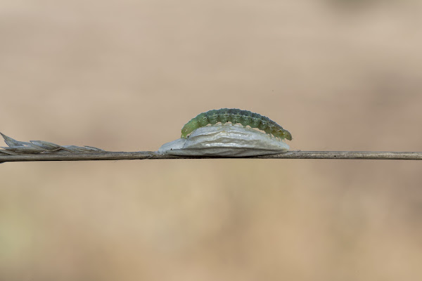 Connessioni familiari…. di stefanogaleotti