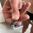 Garter Snake