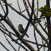 House Wren