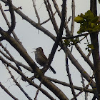 House Wren