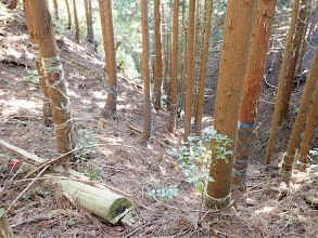 北に降りる道に（左の踏み跡）