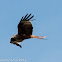 Red Kite