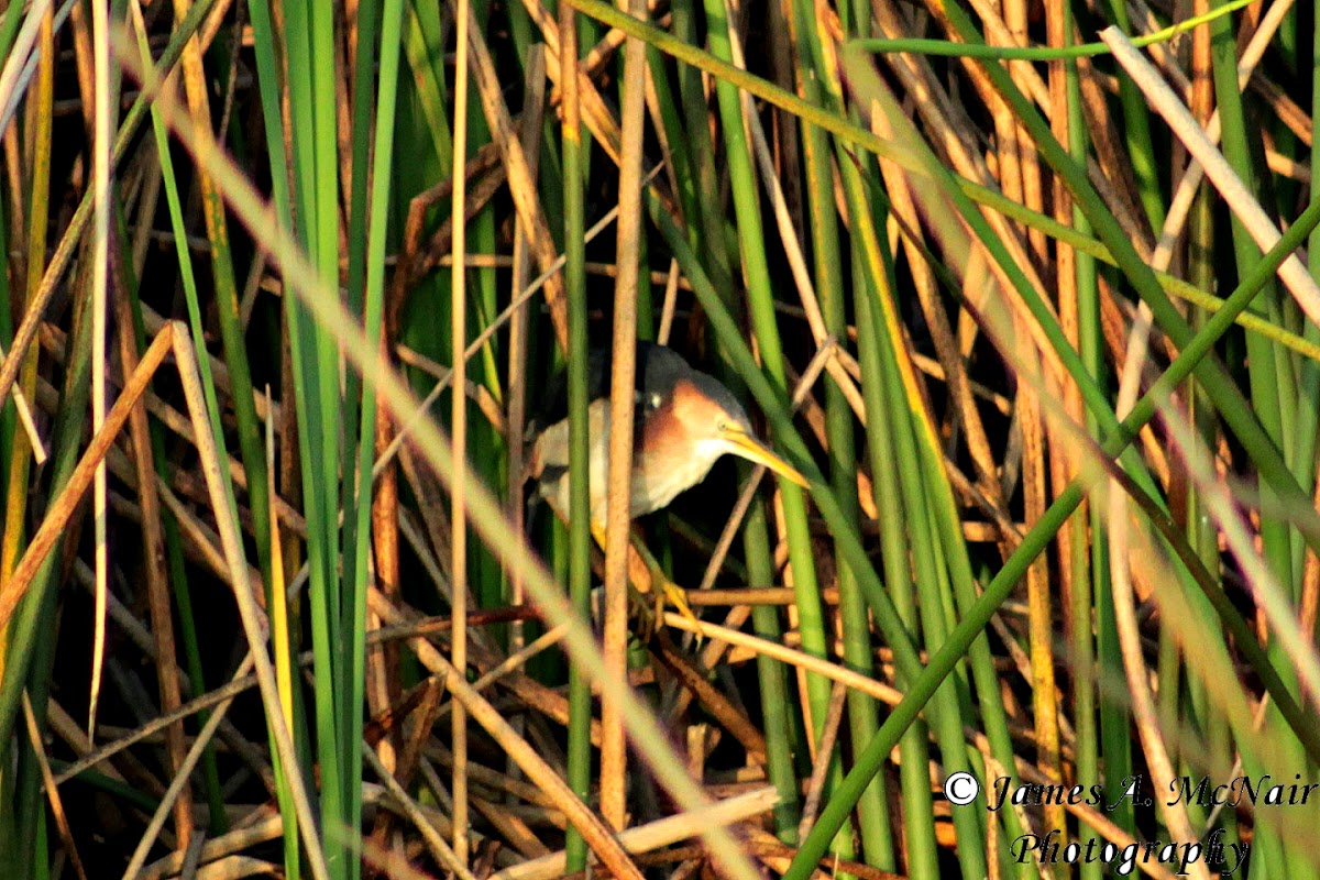 Least Bittern