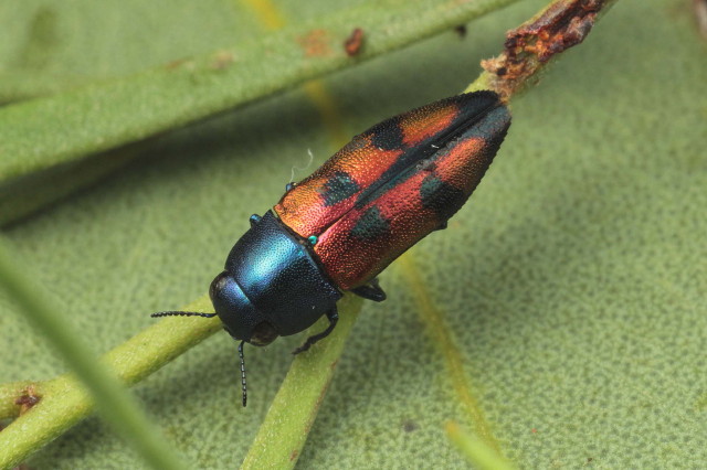 Jewel beetle