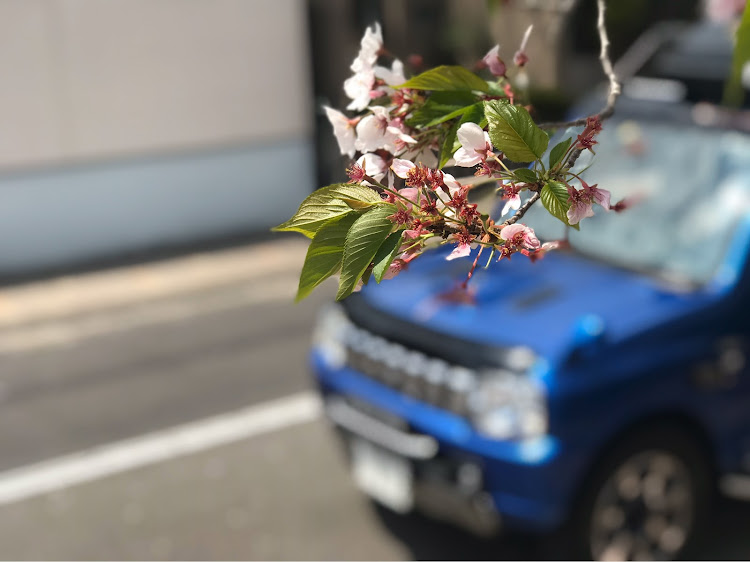 ジムニーのコロナウイルスに負けるな・桜と愛車に関するカスタム事例の投稿画像5枚目