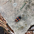 Large Milkweed Bug