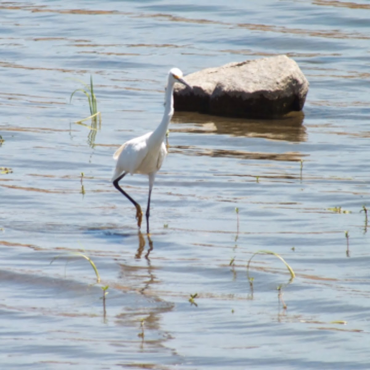 Snowy Egret