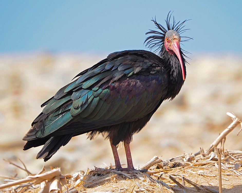 Ibis eremita (Northern bald ibis)