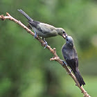 Palm Tanager