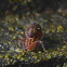 Globular Springtail