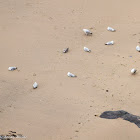 Herring Gull