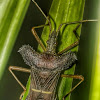 Percevejo-Pés-de-Folha-Leptoglossus / Leptoglossus Leaf-Footed Bug
