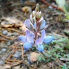 Pacific Lupine