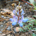 Pacific Lupine