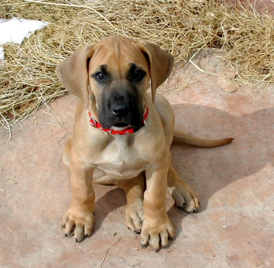 Great Dane Puppy Wallpapers - Android Apps on Google Play