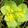 Alternate-leaved Golden-saxifrage