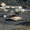 Pacific harbor Seals