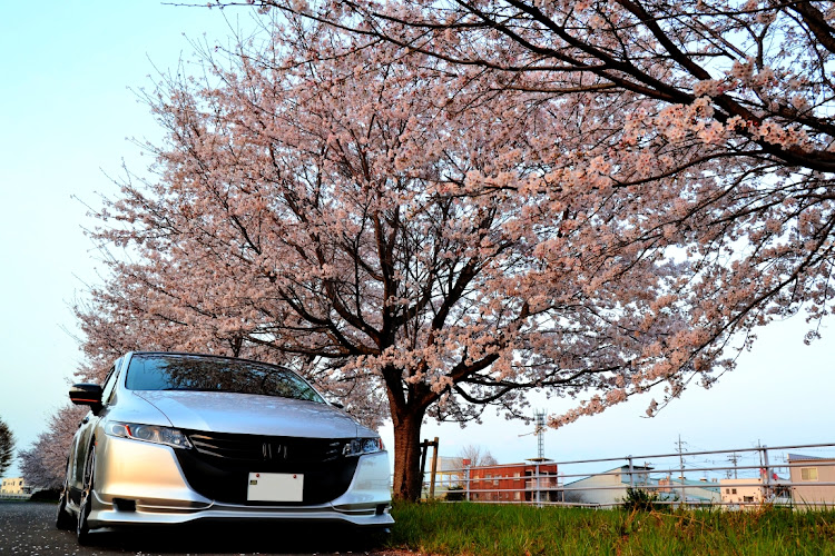 オデッセイのもうそろそろ…・桜🌸ネタ終了かなに関するカスタム事例の投稿画像1枚目