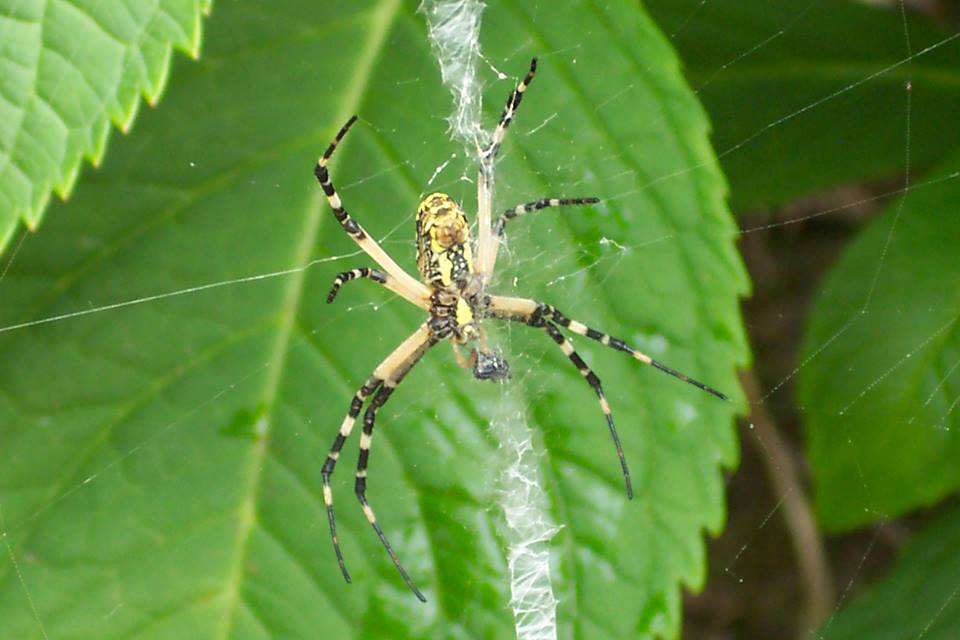 Writing Spider/Yellow Garden Spider