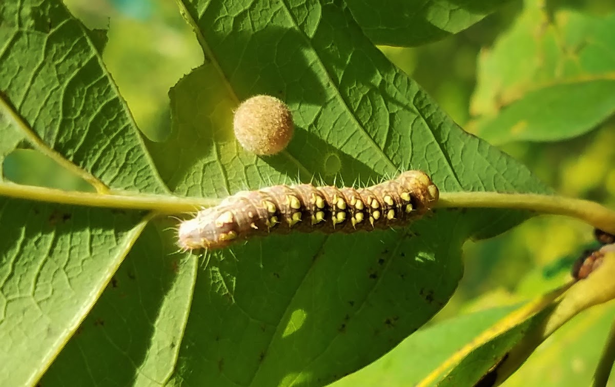 Hesitant Dagger Moth (caterpillar)