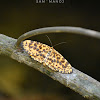 Orange Magpie Moth